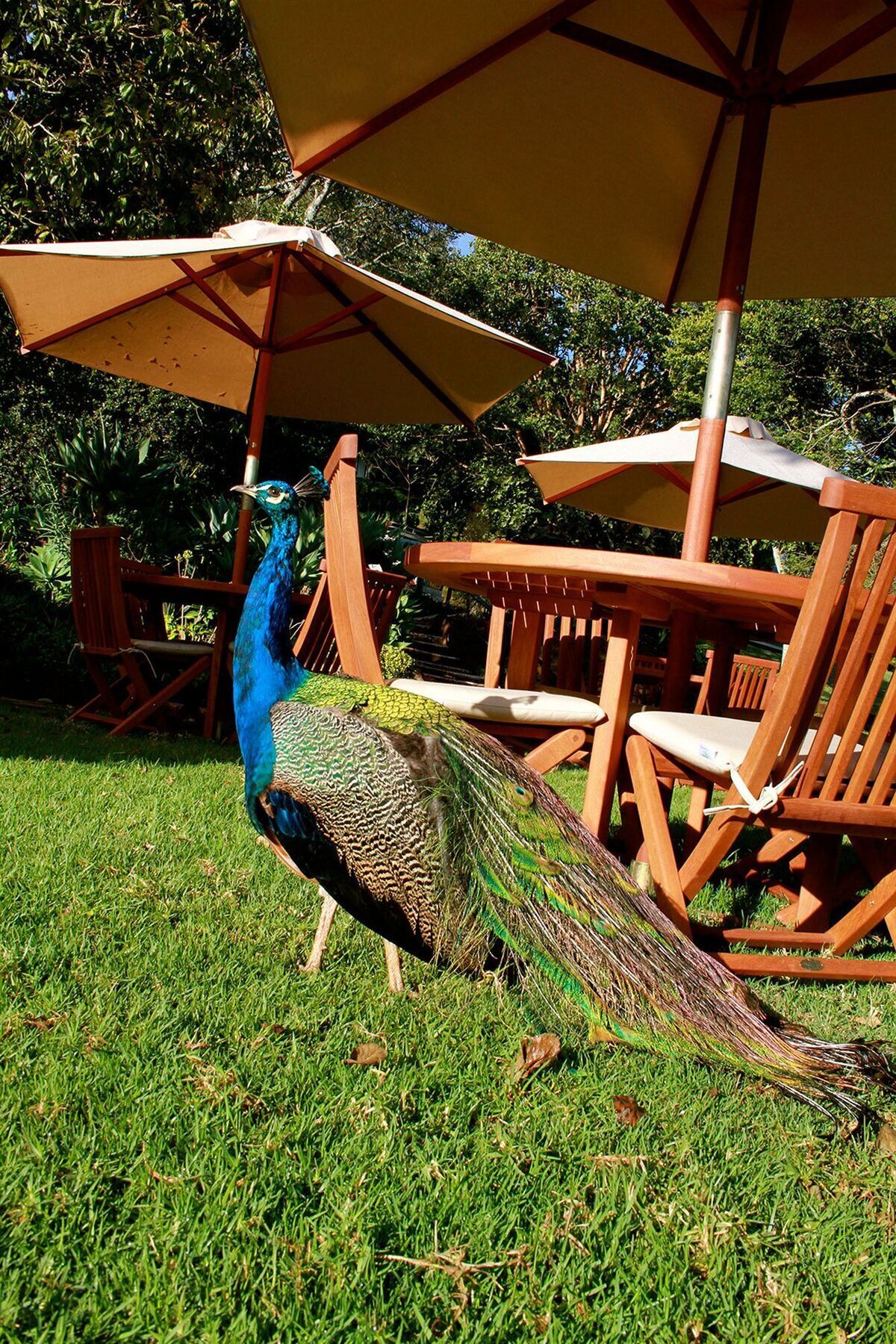 Hotel The Aberdare Country Club Mweiga Exterior foto